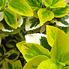 Euonymus fortunei - Emerald n Gold