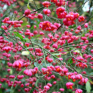 Euonymus europaeus