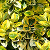 Euonymus fortunei - Sunshine - Euonymus