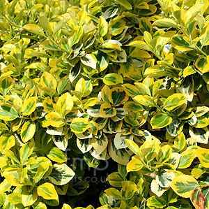 Euonymus fortunei - 'Sunshine' (Euonymus)