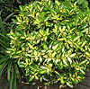 Euonymus fortunei - Sunspot