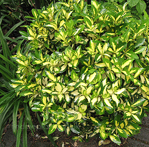 Euonymus fortunei - 'Sunspot'