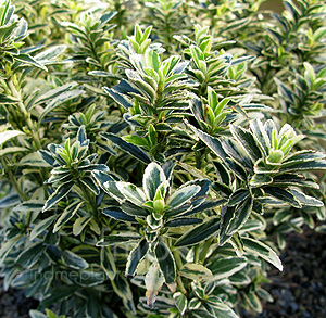 Euonymus japonicus - 'Microphyllus Aureo Variegatus'