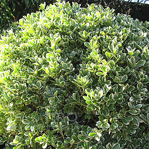 Euonymus japonicus - 'President Gauthier' (Euonymus)