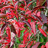 Euonymus europaeus - Red Cascade - Ornamental Spindle