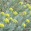 Euphorbia rigida
