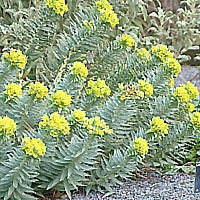 Euphorbia rigida