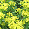 Euphorbia donii - Amjillasa