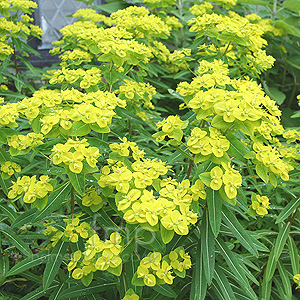 Euphorbia donii - 'Amjillasa'