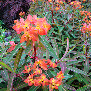 Euphorbia griffithii - 'Dixter' (Spurge)