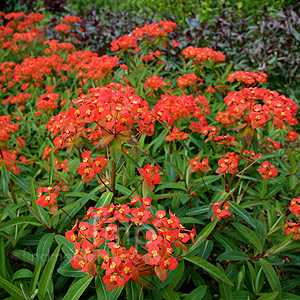 Euphorbia griffithii - 'Fireglow' (Spurge)