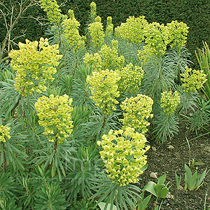 Euphorbia characias - 'Lambrook Gold' (Spurge)