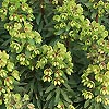 Euphorbia x martinii