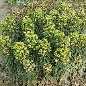 Euphorbia x martinii