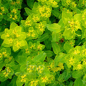 Euphorbia pilosa - 'Major'