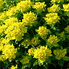 Euphorbia polychroma - Spurge