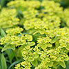Euphorbia sarawschanica - click for full details
