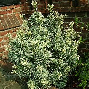 Euphorbia characias - 'Silver White Swan'