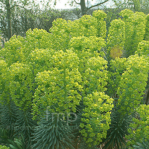 Euphorbia characias - wulfenii (Spurge)