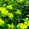 Euphorbia longifolia