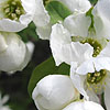 Exochorda x macrantha - The Bride