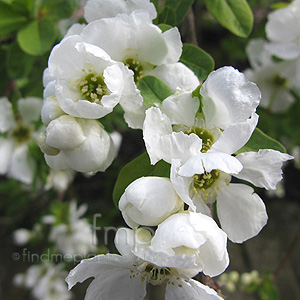 Exochorda x macrantha - 'The Bride'