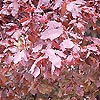 Fagus sylvatica - Purpurea Pendula - Weeping Beech