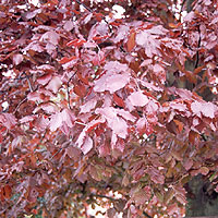 Fagus sylvatica - 'Purpurea Pendula' (Weeping Beech)