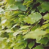 Fagus sylvatica - Common Beech, Fagus