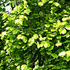 Fagus sylvatica - Dawyck Gold - Dawyck Gold, Fagus