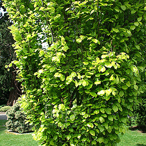 Fagus sylvatica - Dawyck Gold (Dawyck Gold, Fagus)