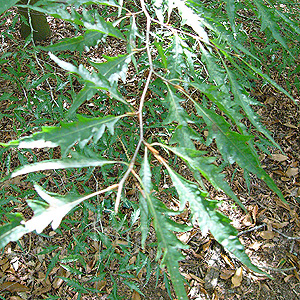 Fagus heterophylla