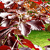 Fagus sylvatica - Purpurea - Fagus, Copper Beech