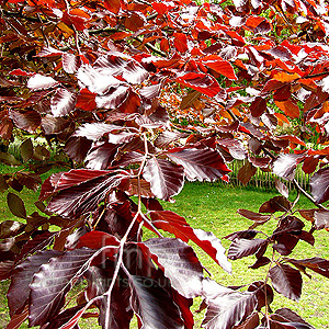 Fagus sylvatica - 'Purpurea' (Fagus, Copper Beech)