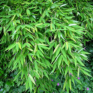 Fargesia murielae (Umbrella Bamboo)