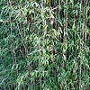 Fargesia nitida - Bamboo, Fargesia