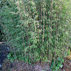 Fargesia nitida (Bamboo, Fargesia)