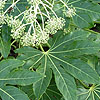 Fatsia japonica - Fig leafed palm