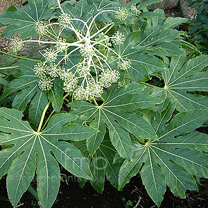 Fatsia japonica (Fig Leafed Palm)