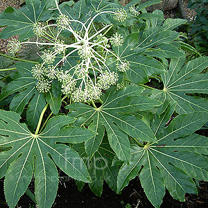 Fatshedera lizei (Tree Ivy)