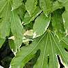 Fatsia japonica - Variegata - Fatsia Palm