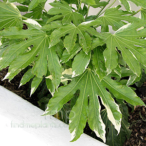 Fatsia japonica - 'Variegata' (Fatsia Palm)