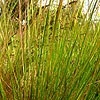 Festuca amethystina