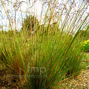 Festuca amethystina