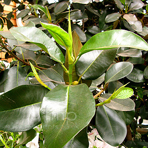 Ficus rubignosa (Ficus, Rubber Tree)