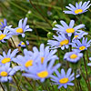 Felicia amelloides - Blue Daisy, Blue Felicia