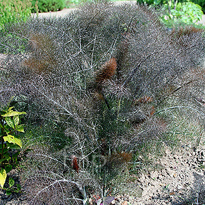 Foeniculum vulgare - Purpureum (Purple Fennel, Foeniculum)