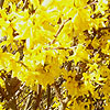 Forsythia X intermedia - Golden Bell