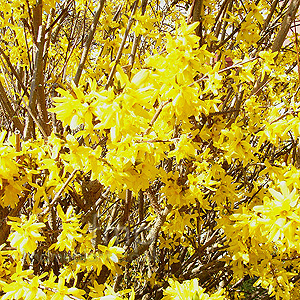 Forsythia X intermedia (Golden Bell)