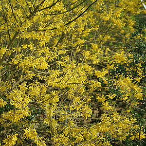 Forsythia - 'Maree De Or'